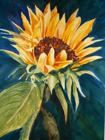 Watercolor by Susan Barry - Sunflower